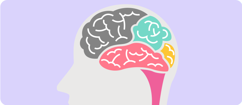 Plasticidad cerebral