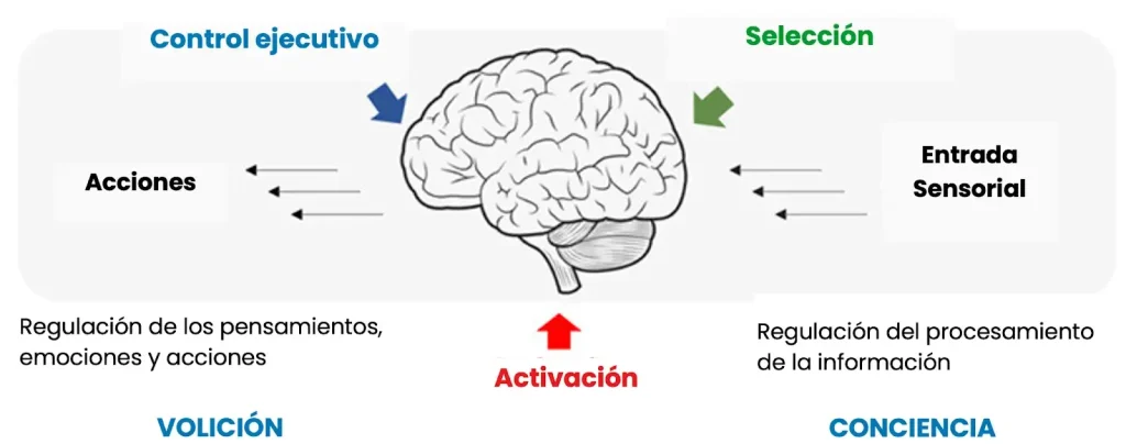 Diagrama cerebral que muestra cómo las funciones ejecutivas regulan pensamientos, acciones y procesamiento sensorial