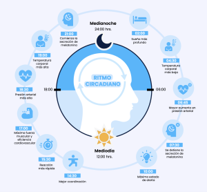 ciclo circadiano